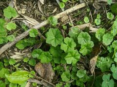 Hydrocotyle nepalensis