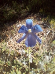 Thelymitra cyanea