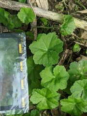Hydrocotyle nepalensis
