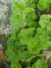 Hydrocotyle nepalensis