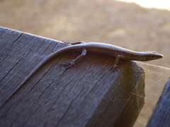 Cryptoblepharus buchananii