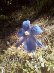 Thelymitra cyanea