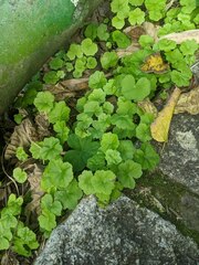 Hydrocotyle nepalensis