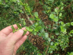 Griselinia