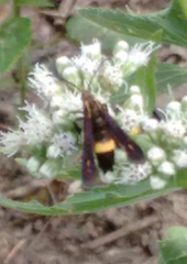 Carmenta pyralidiformis