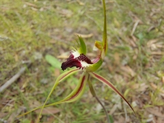 Caladenia tensa