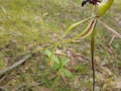 Caladenia tensa