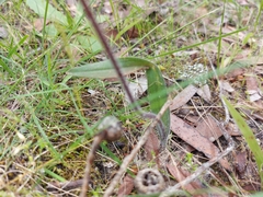 Caladenia tensa