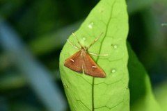Udea notata