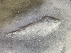 Actinopterygii