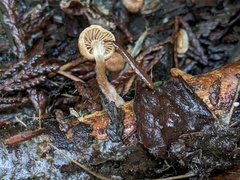 Tubaria conspersa
