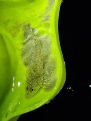 Actinopterygii