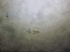 Actinopterygii