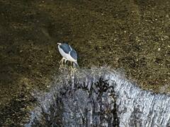 Nycticorax nycticorax nycticorax