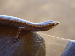 Cryptoblepharus buchananii