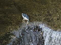 Nycticorax nycticorax nycticorax