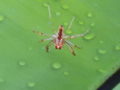 Viciria pavesii