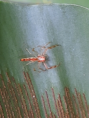 Viciria pavesii