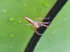 Viciria pavesii