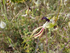 Caladenia tensa