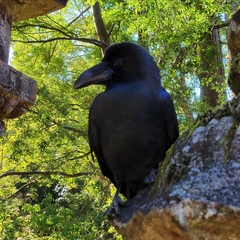 Corvus macrorhynchos japonensis