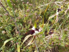 Caladenia tensa