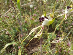 Caladenia tensa