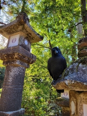 Corvus macrorhynchos japonensis