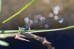 Pseudagrion glaucescens