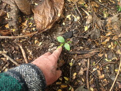 Fraxinus excelsior