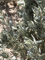 Atriplex cinerea