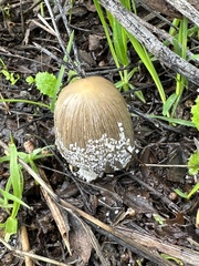 Coprinellus flocculosus