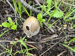 Coprinellus flocculosus