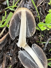 Coprinellus flocculosus