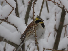 Emberiza elegans