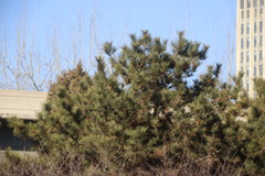 Pinus tabuliformis