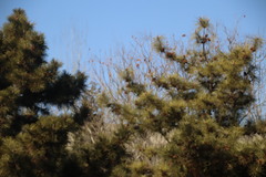 Pinus tabuliformis