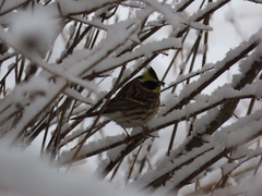 Emberiza elegans