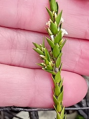 Styphelia appressa