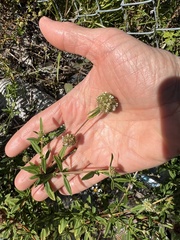 Spermacoce verticillata