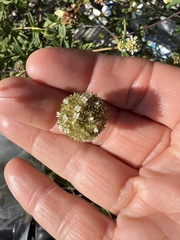 Spermacoce verticillata