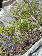 Styphelia appressa