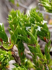 Styphelia appressa
