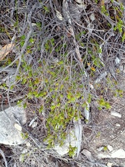 Styphelia appressa