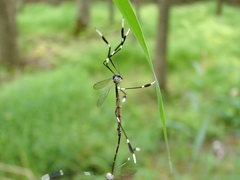 Bittacomorpha clavipes