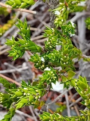 Styphelia appressa