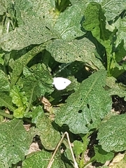 Pieris rapae crucivora