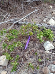 Styphelia appressa
