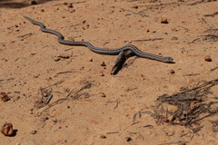 Pygopus lepidopodus