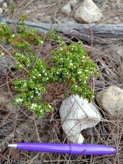 Styphelia appressa